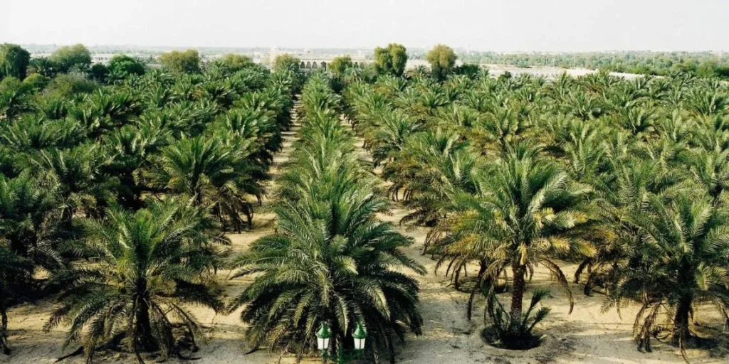 الرؤية التنموية المتميزة لمدينة توشكى الجديدة